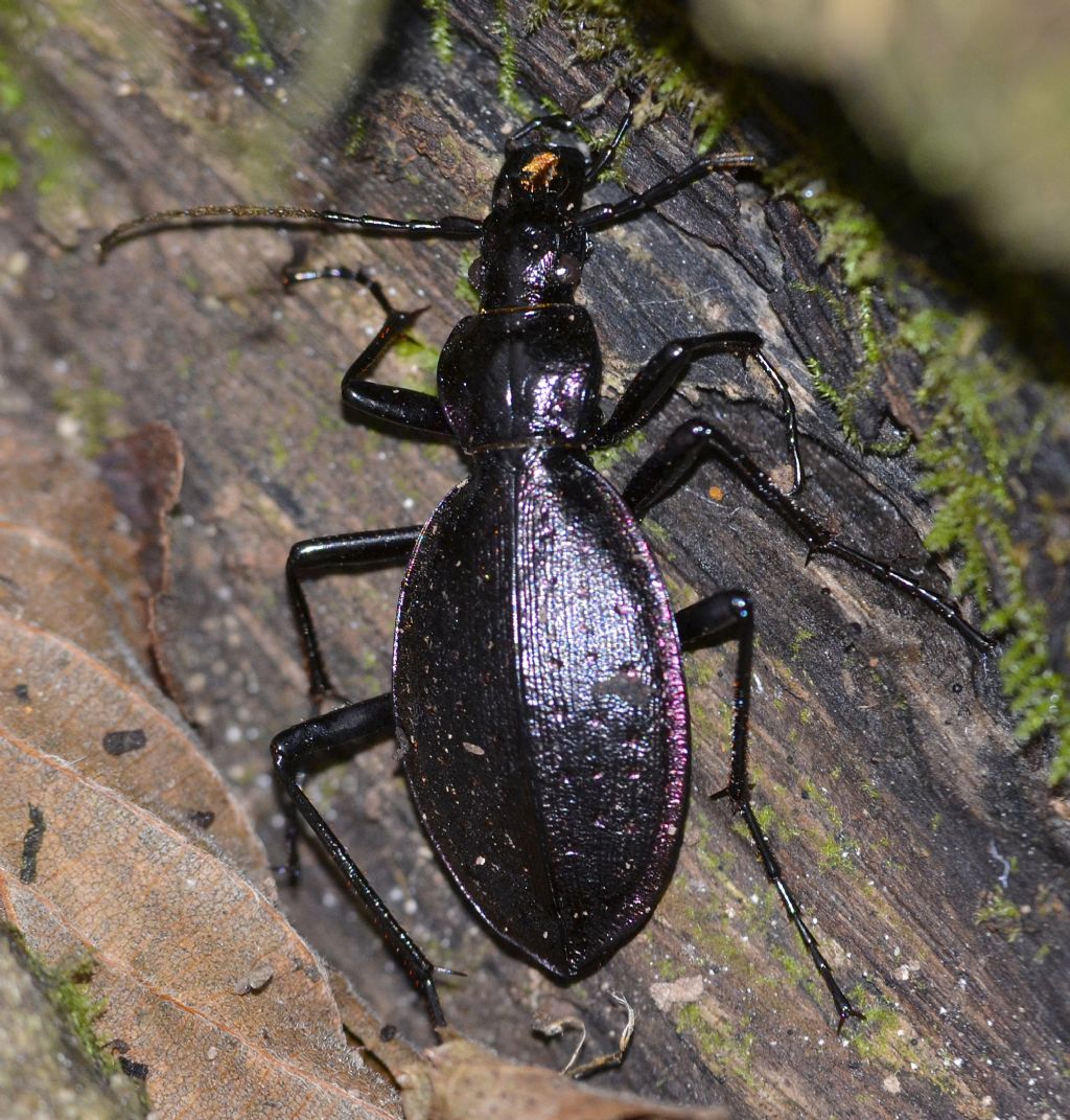 Quale Carabus? C. creutzeri